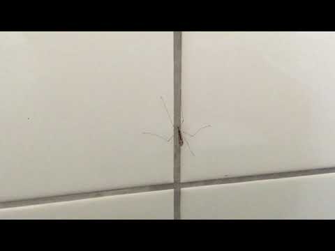 Youtube: Zitterndes Insekt