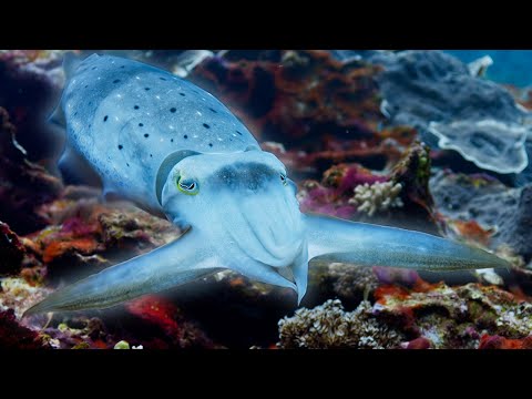 Youtube: Cuttlefish Hypnotises Prey | Blue Planet II | BBC Earth