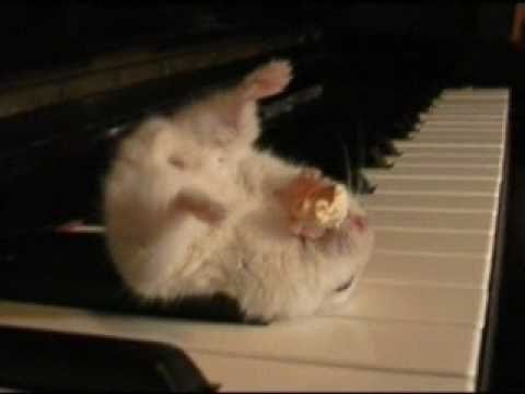 Youtube: THE LEGEND of Hamster on a piano eating popcorn!