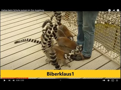 Youtube: Kattas beim  Schuhe putzen im Zoo Augsburg .