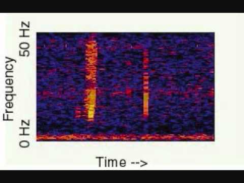 Youtube: Unidentified Deep Sea Sounds - Bloop (16X)