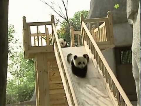 Youtube: Cute pandas playing on the slide