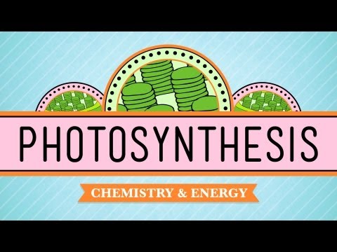 Youtube: Photosynthesis: Crash Course Biology #8