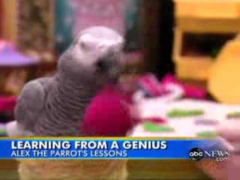 Youtube: Goodbye to Alex a gifted parrot