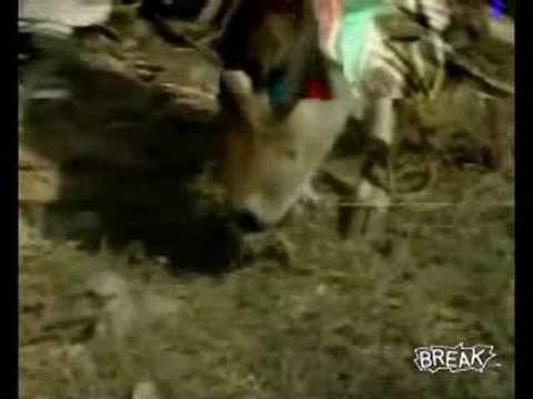 Youtube: Cow Eats A Duck