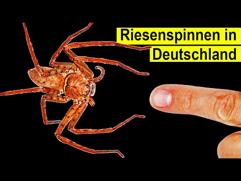 Youtube: Riesen Spinne Plötzlich in Deutschland - Ist sie gefährlich?