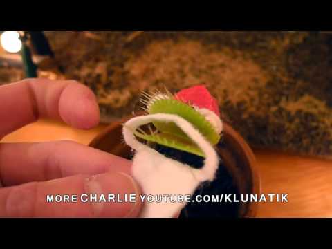Youtube: Fröhliche Weihnachten von Charlie