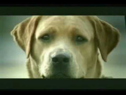 Youtube: Merceds Werbung Hund
