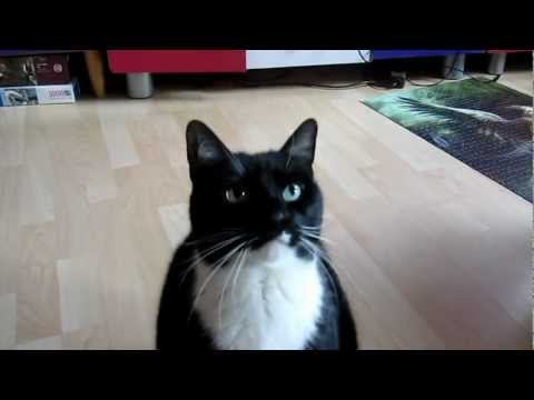 Youtube: Katzen Trick " Sitz" Tutorial