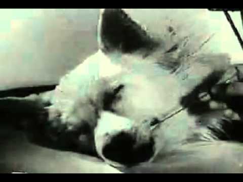 Youtube: Tote Hunde wieder zum Leben erweckt  EXPERIMENT  Part I