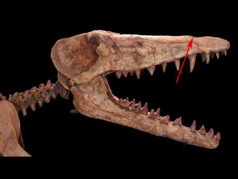 Youtube: Dr. Hans Thewissen Interviewed About Blow Hole of Ambulocetus