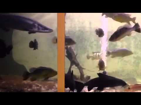 Youtube: Mein Aquarium (Becken)