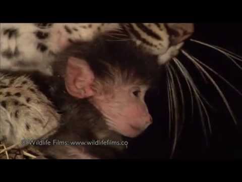 Youtube: Incredible leopard and baby baboon interaction