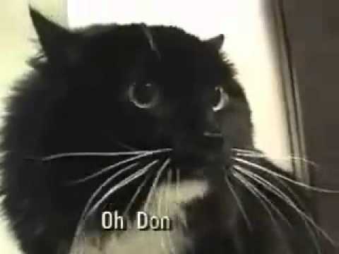 Youtube: Talking cat! Oh Long Johnson... <i class=