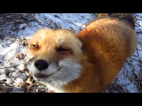 Youtube: RonRon the fox and the great blizzard of 2015