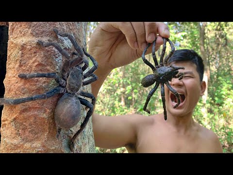 Youtube: Find and Catch Wild Spider for Cook Eat to Survival