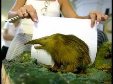 Youtube: Cool ,rare and new weird animals/species 2011 *HD*