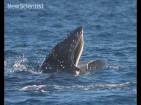 Youtube: Humpback whales sing to woo females