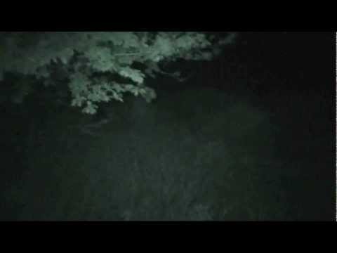 Youtube: Real Alien Sighting 15 HQ : Great Shot of HEAD/TORSO Spooky