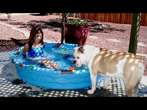 Youtube: Cute Bulldog Enjoys Water Time in a Pool