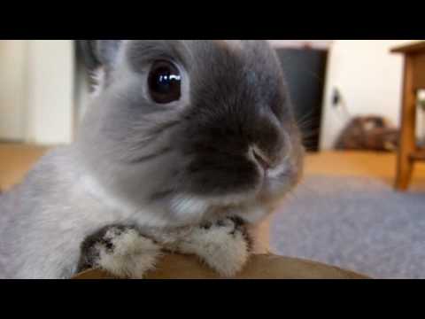 Youtube: The Bunnies 2010