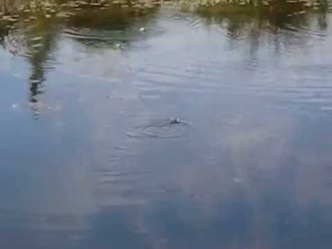 Youtube: Froschgequake am Teich