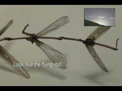 Youtube: flying rods discovered