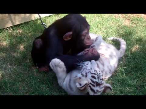 Youtube: Baby Chimp, Tigers, and Wolf playing