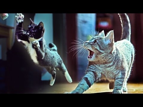 Youtube: Kittens On The Beat