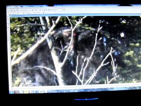 Youtube: M.K.Davis discusses some more photos from the Siberian Bigfoot collection.