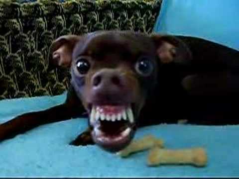 Youtube: Alien dog - "Animal Instinct".