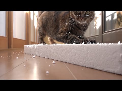Youtube: Lulu the cat to slide into a claw sharpener.  爪とぎに滑り込む猫のルル