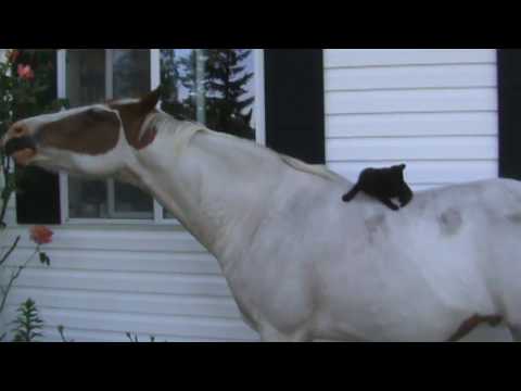 Youtube: Horse and Cat