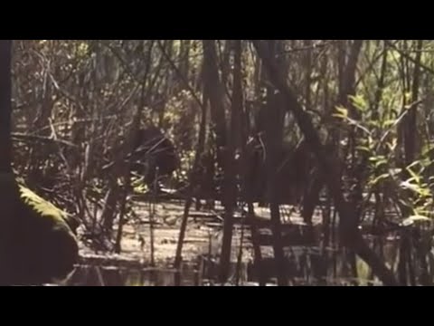 Youtube: Compelling Footage of Possible Skunkape/Bigfoot From Lettuce Lake Park Florida