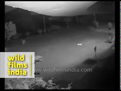 Youtube: Leopard attacks and kills dog, on camera!