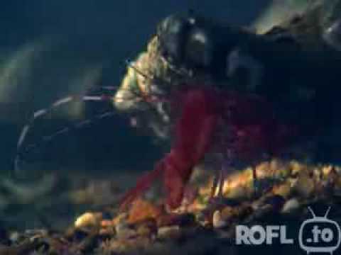 Youtube: The Pistolshrimp - Loudest noice in the World