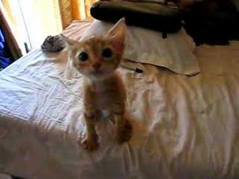 Youtube: Hungry Kitten