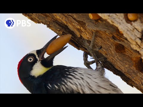Youtube: Acorn Woodpecker Family Guards Their Stash