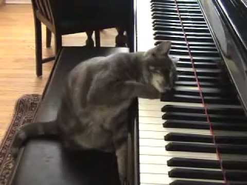 Youtube: Cat Playing piano like Beethoven: Nora