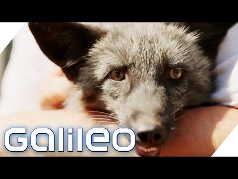 Youtube: Fuchs als Haustier | Galileo | ProSieben