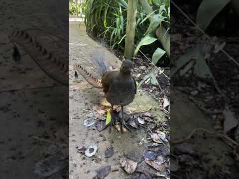 Youtube: Lyrebird, Australia. Imitating other birds, construction, humans.