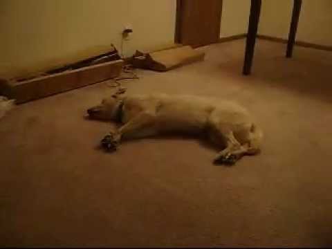 Youtube: Bizkit the Sleep Walking Dog