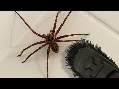 Youtube: Big Spider Bathroom Daddy Screamer Arachnophobia Warning