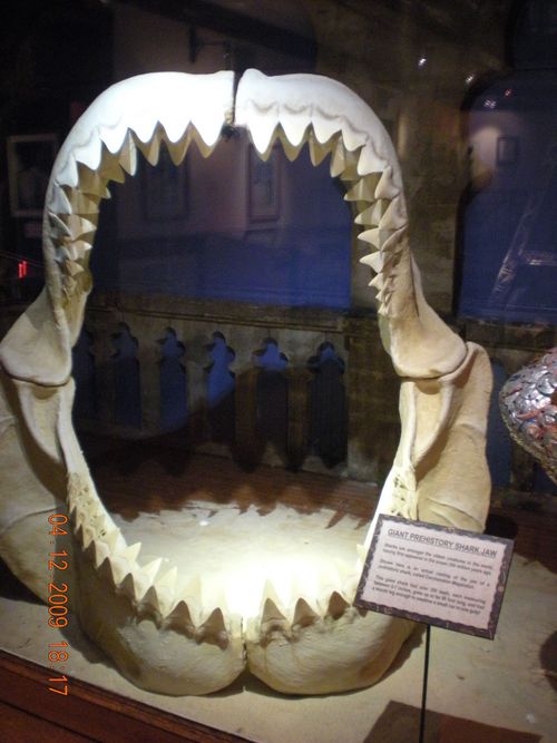 Megalodon-Gebiss Attrappe