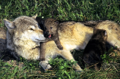 gray-wolf-and-pups-credit-larry-allen