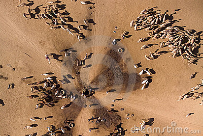 camels-water-well-7924322