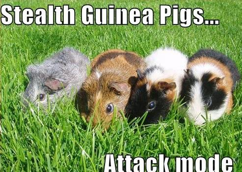 stealth-guinea-pigs