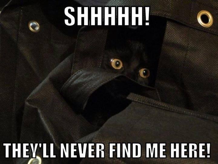 Stealth-Mode-Cat--Funny-Picture1