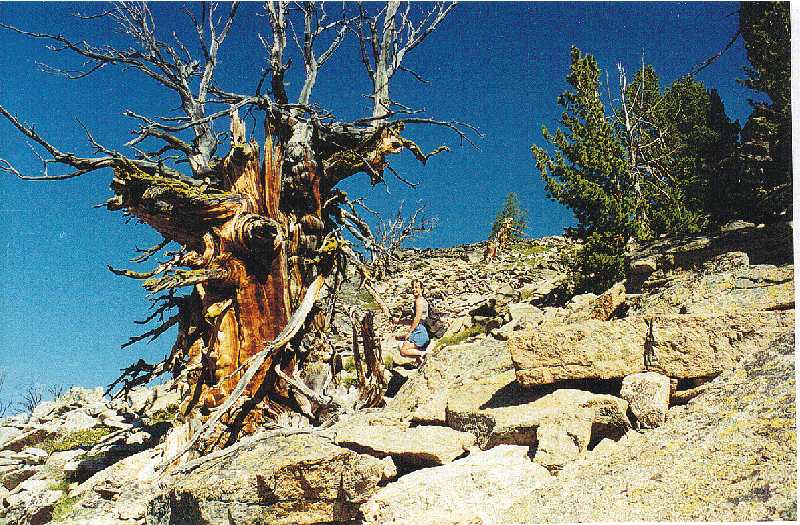 Bristlecone-pine