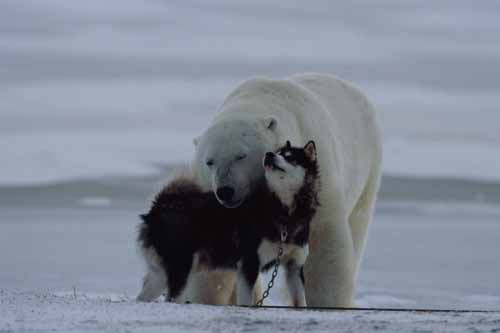 polar-bear-husky-dog-playing-2